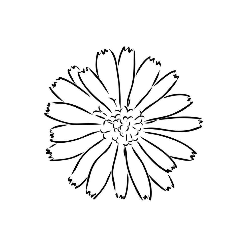 chicory flower sketch vector