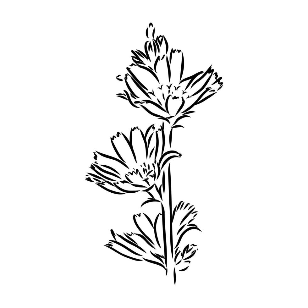 chicory flower sketch vector