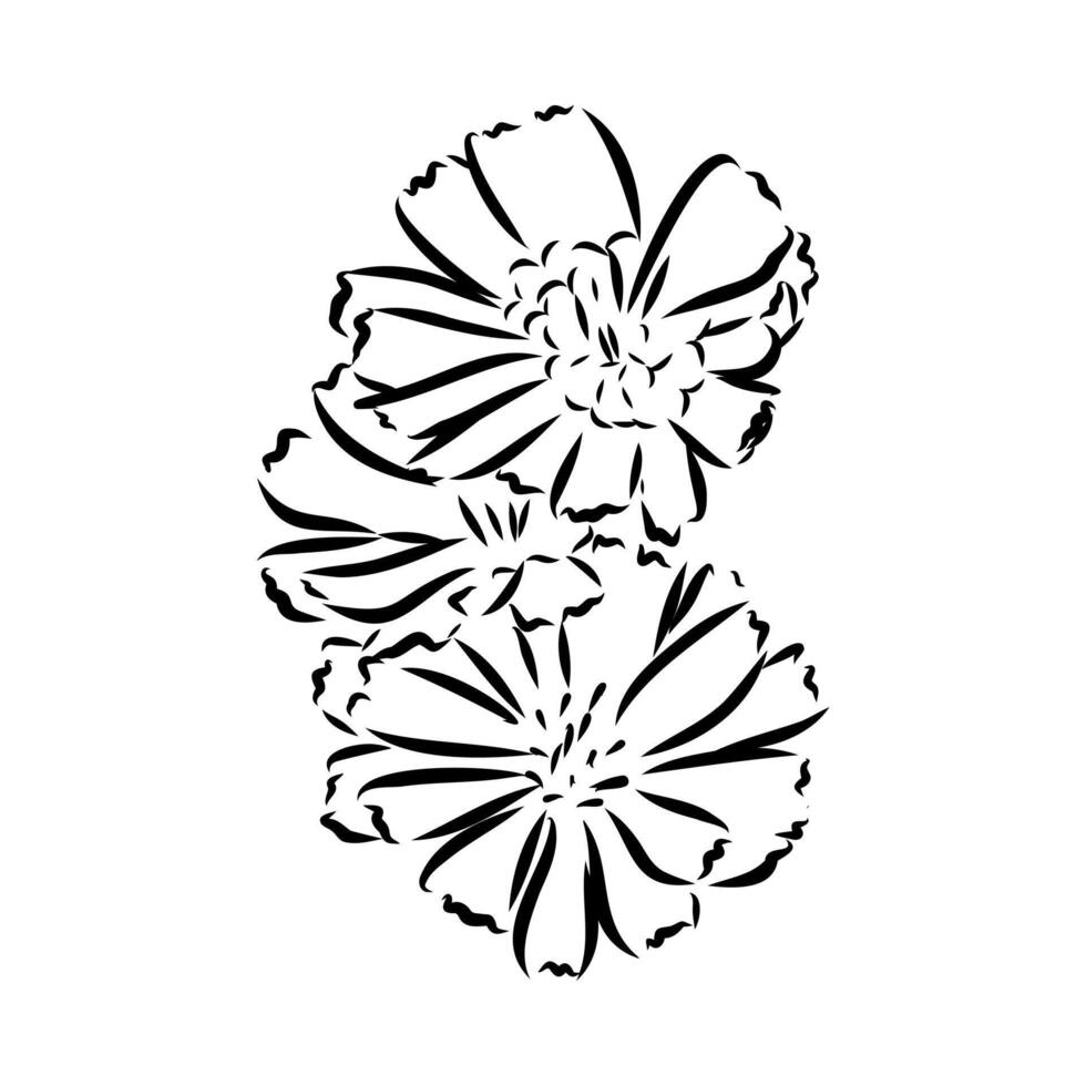 chicory flower sketch vector