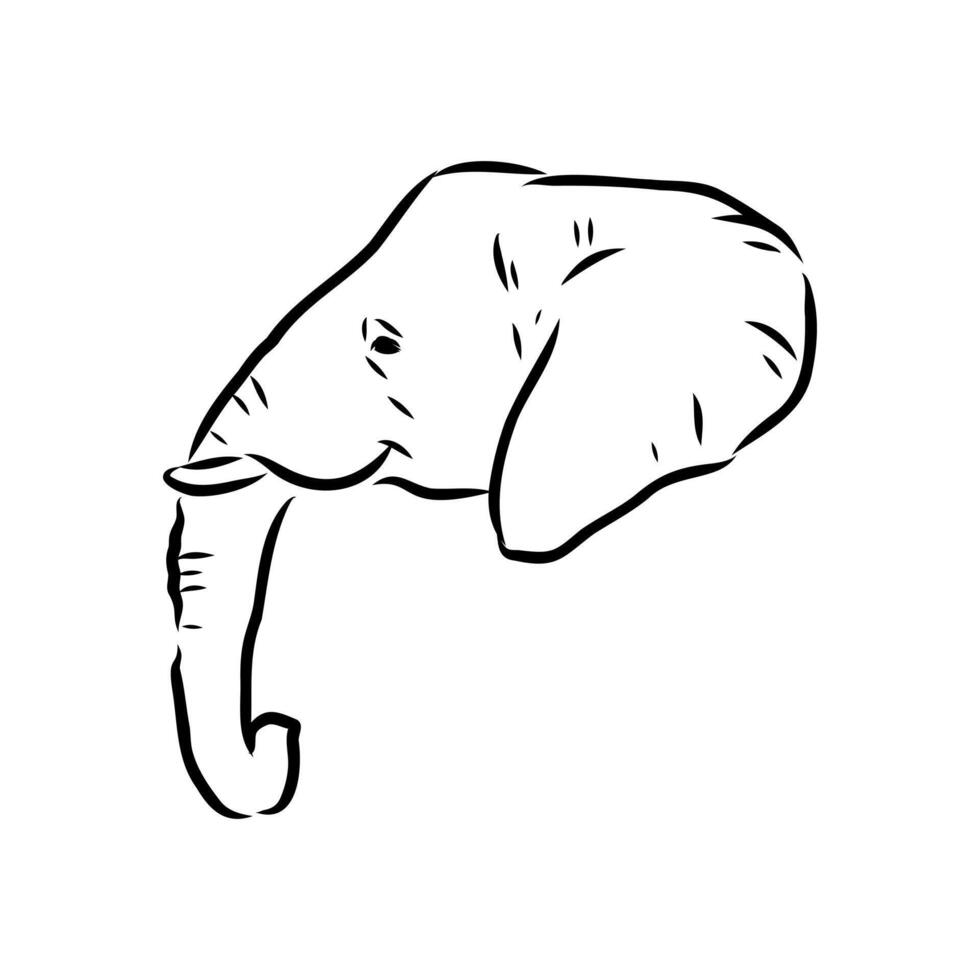 African elephant sketch vector