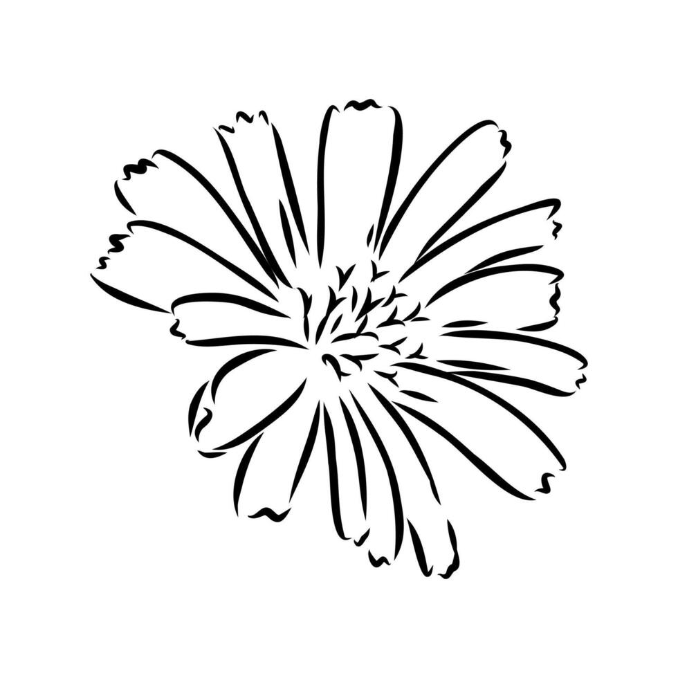 chicory flower sketch vector