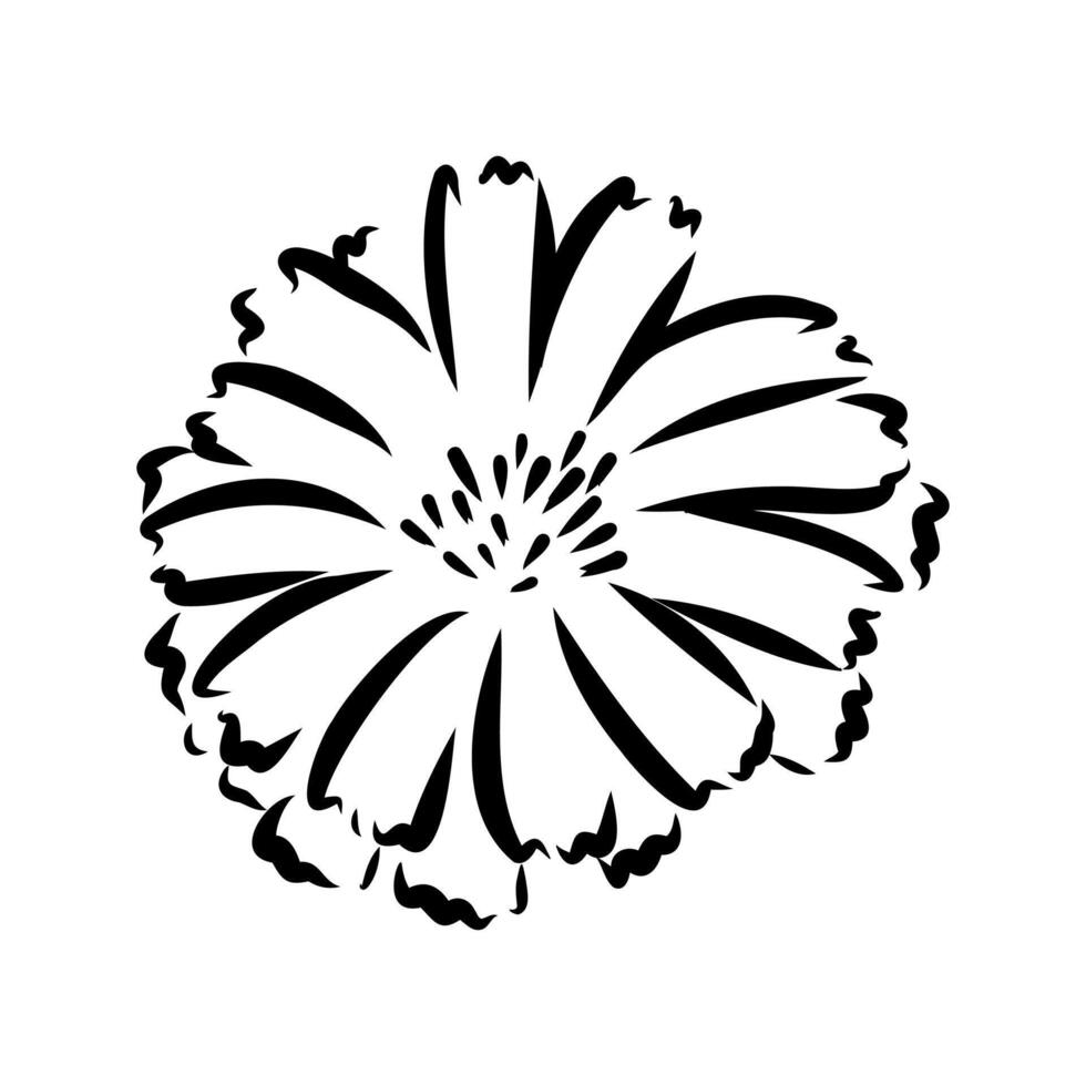 chicory flower sketch vector