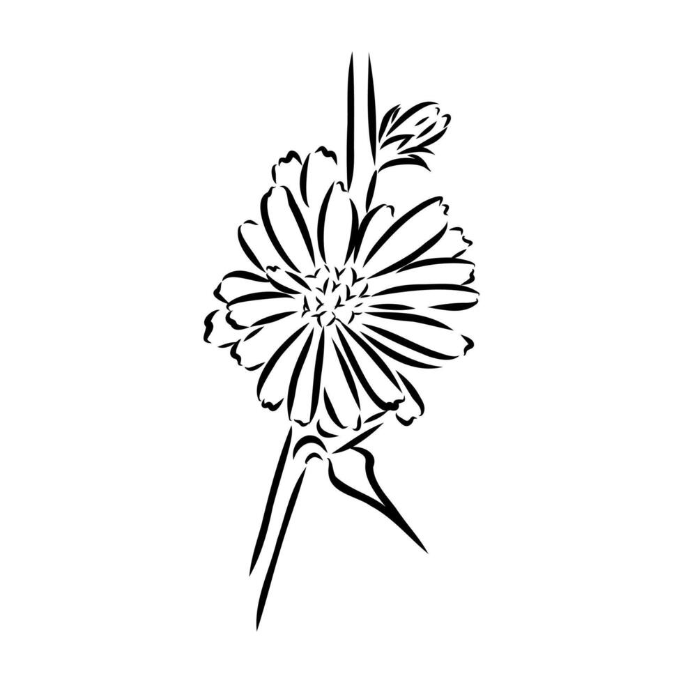 chicory flower sketch vector