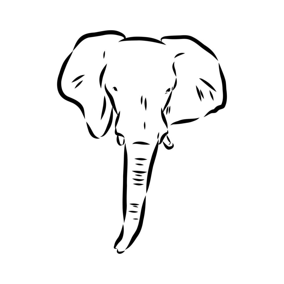 African elephant sketch vector