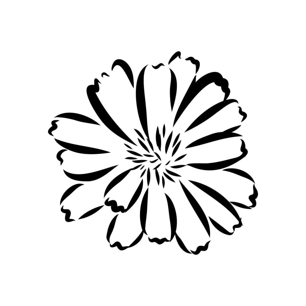chicory flower sketch vector