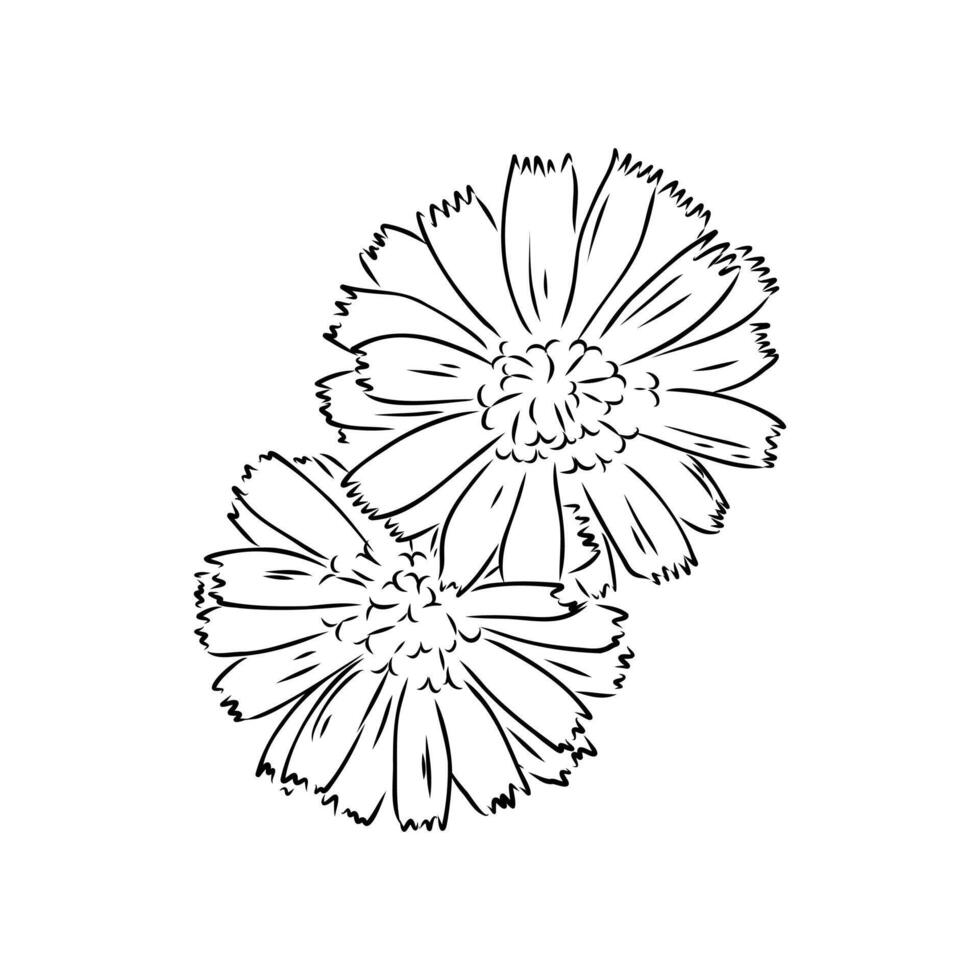 chicory flower sketch vector