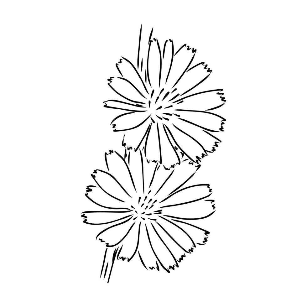 chicory flower sketch vector