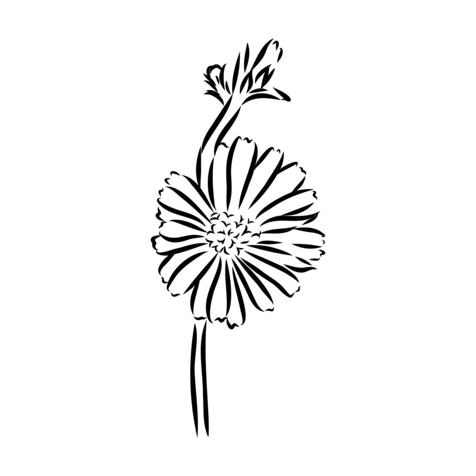 chicory flower sketch vector