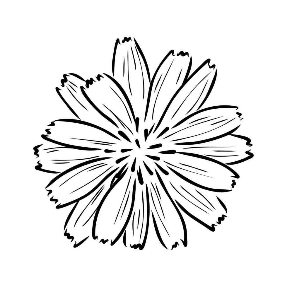 chicory flower sketch vector