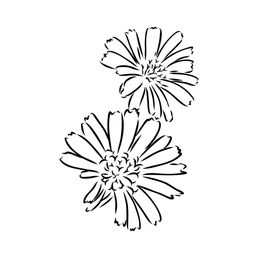 chicory flower sketch vector