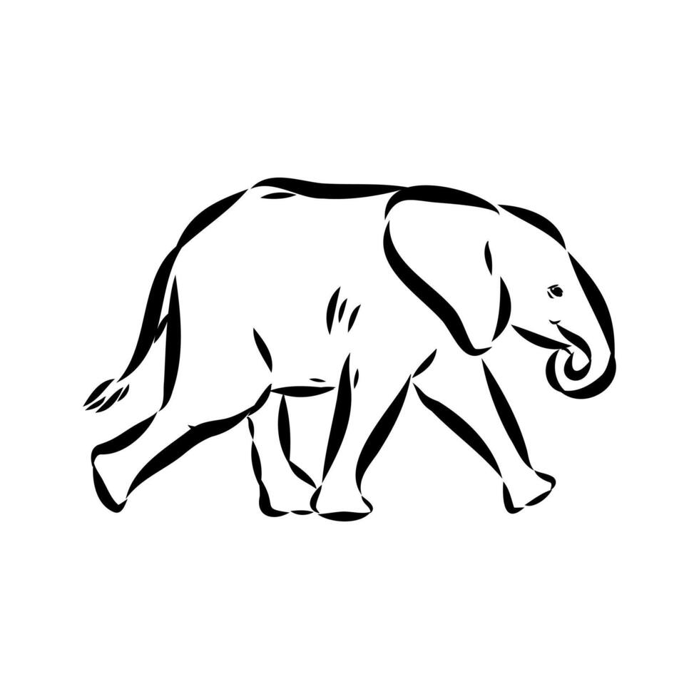 African elephant sketch vector