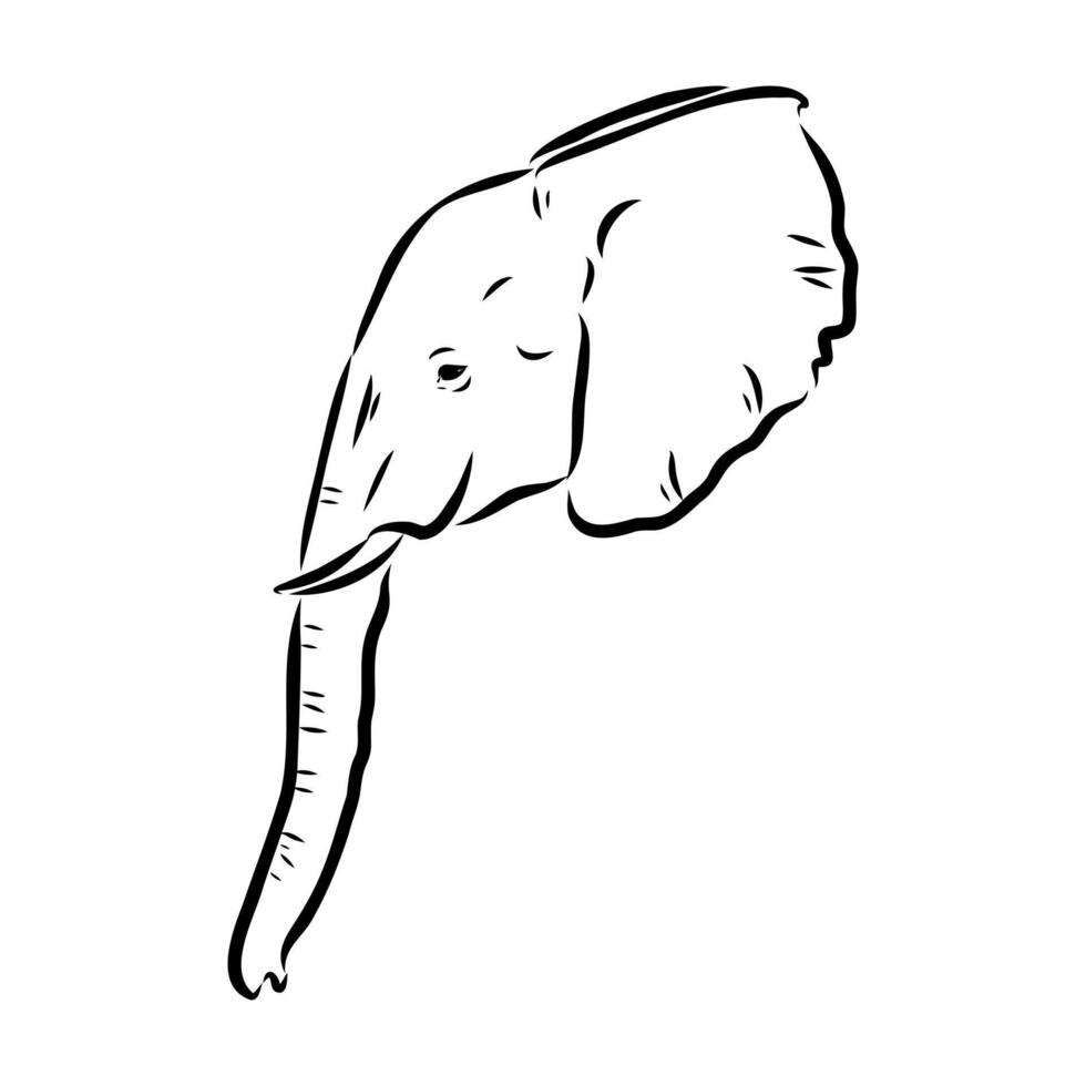 African elephant sketch vector