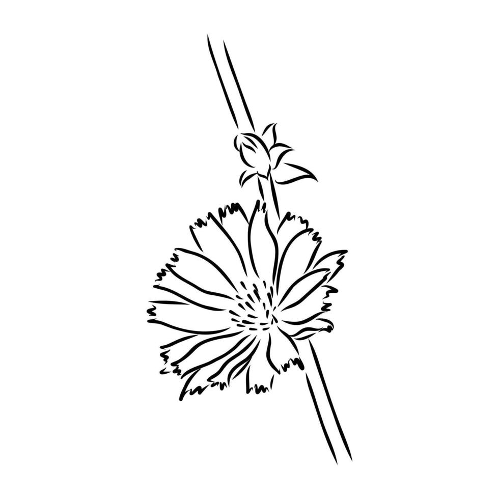 chicory flower sketch vector
