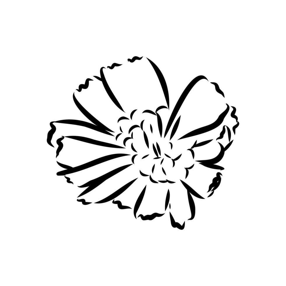 chicory flower sketch vector