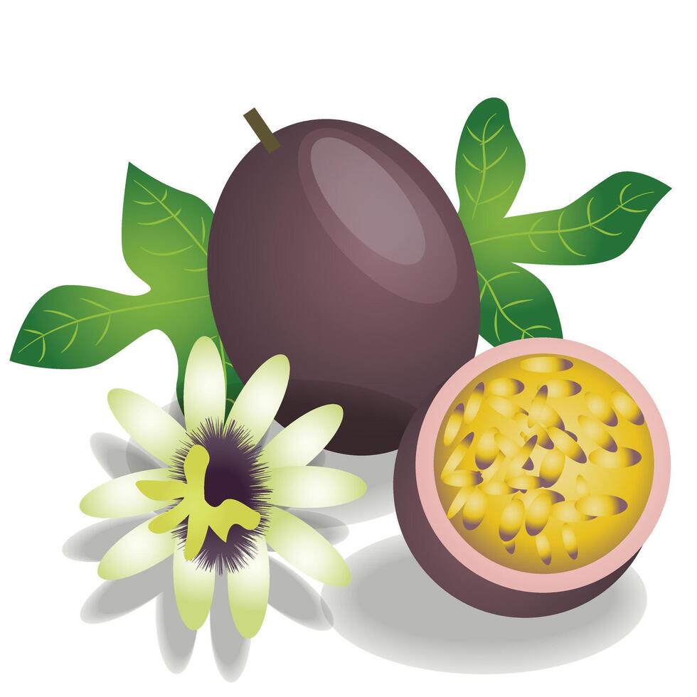 Fresh Ripe Passion Fruit Illustration vector