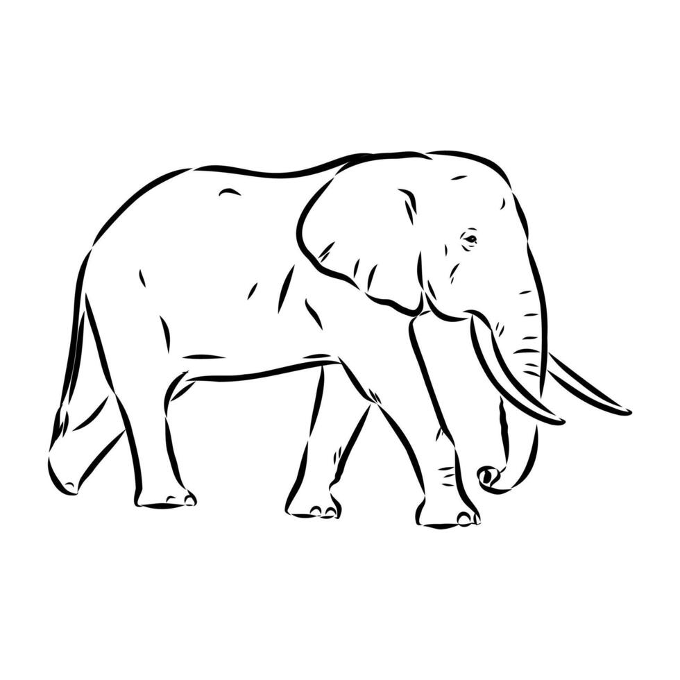 African elephant sketch vector