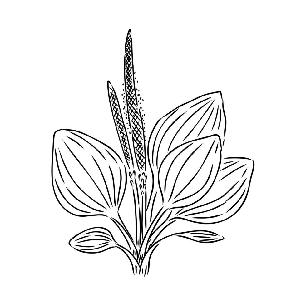 plantain plant sketch vector