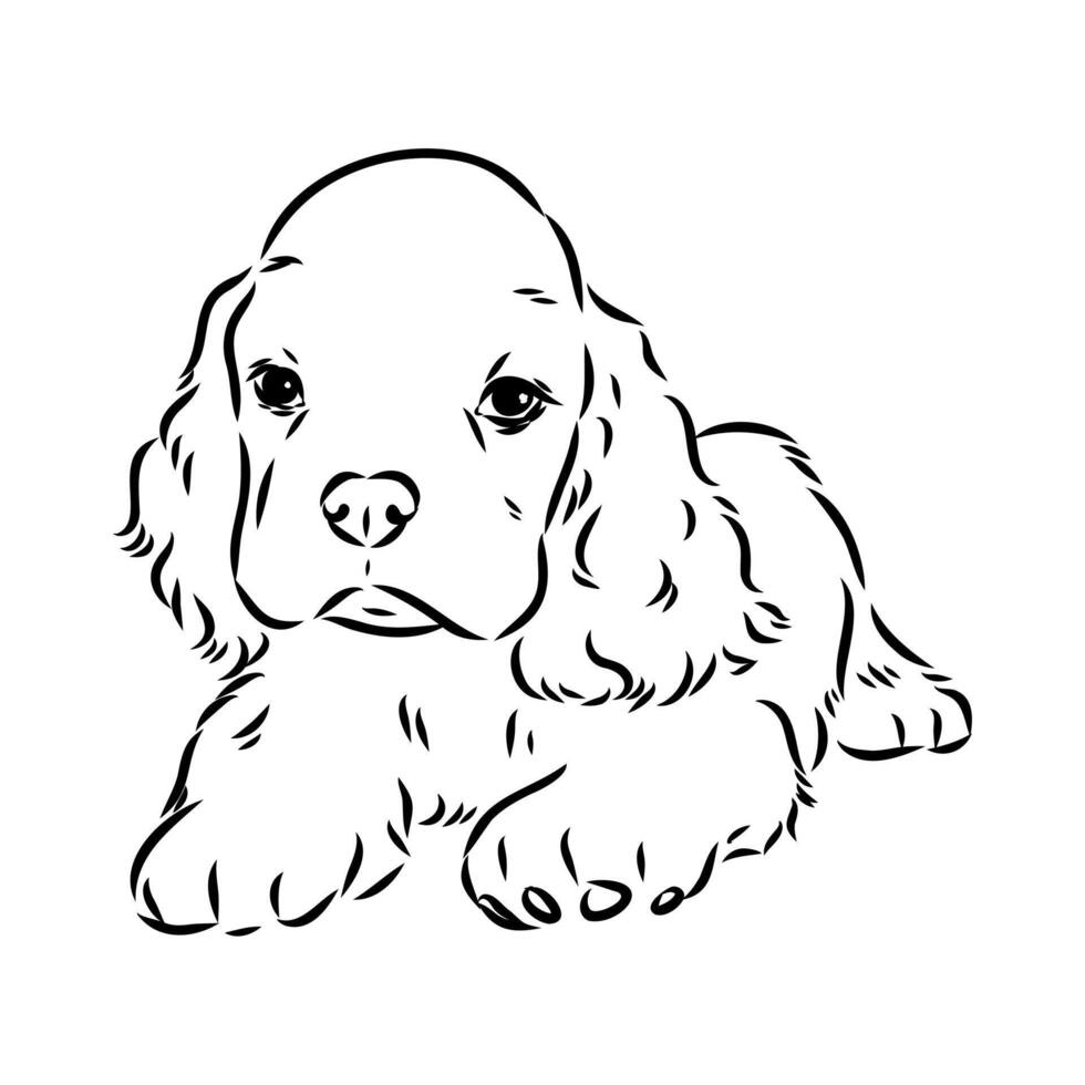 American Cocker spaniel sketch vector