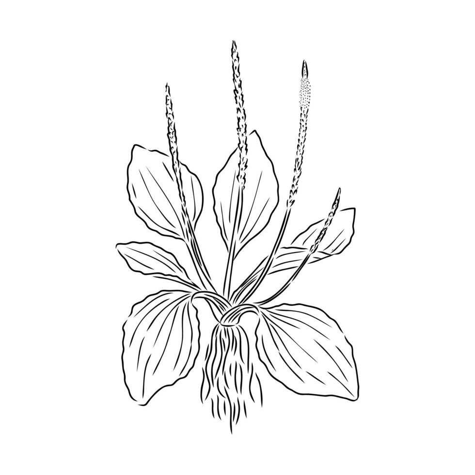plantain plant sketch vector