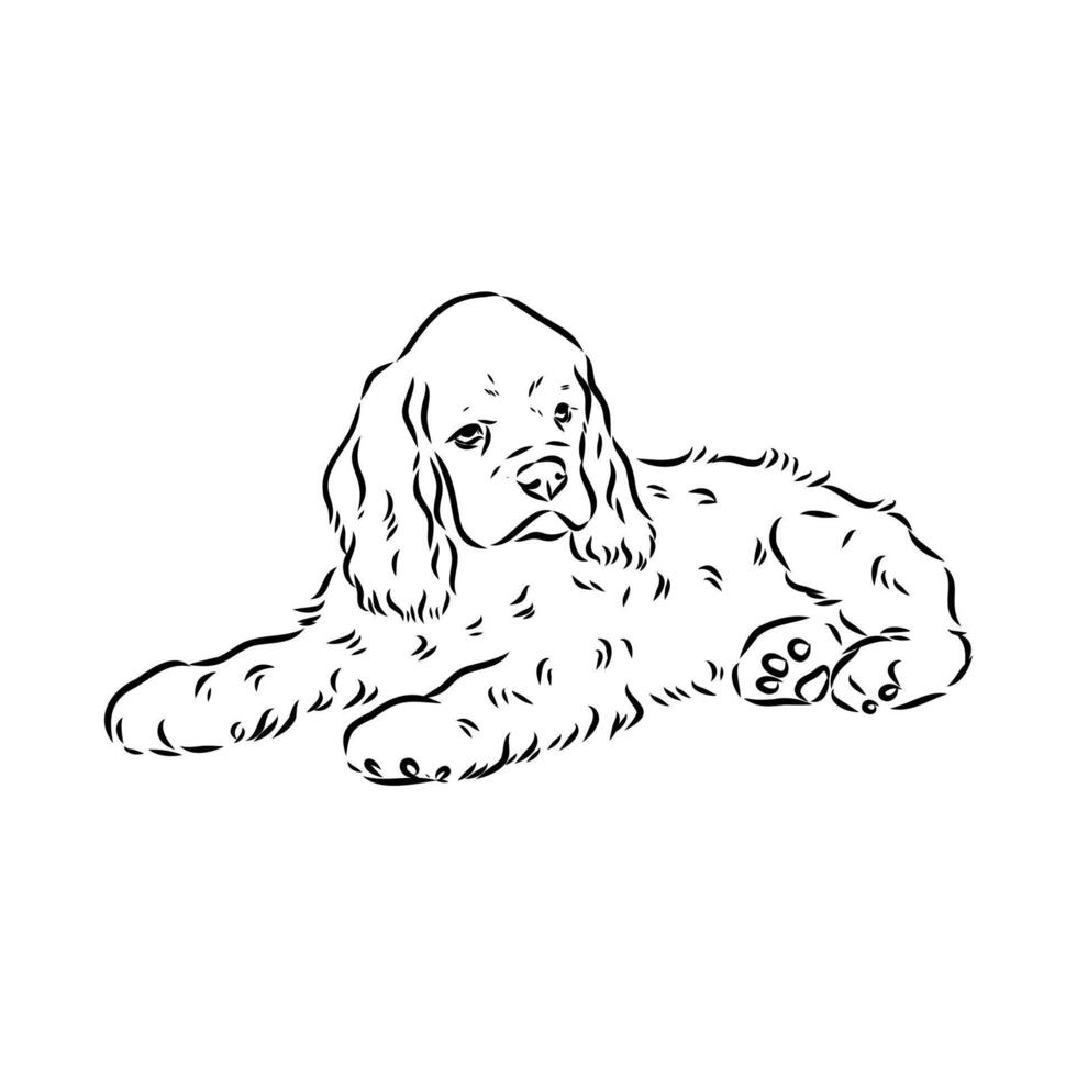 American Cocker spaniel sketch vector
