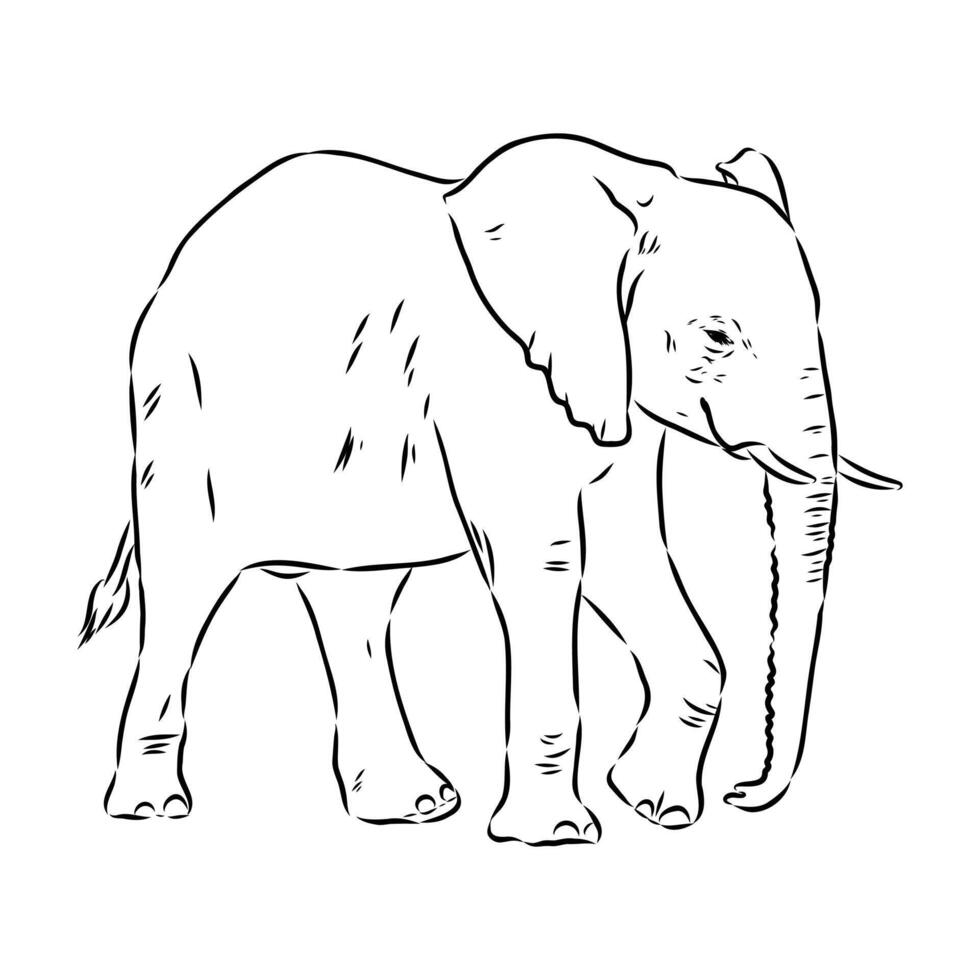 African elephant sketch vector