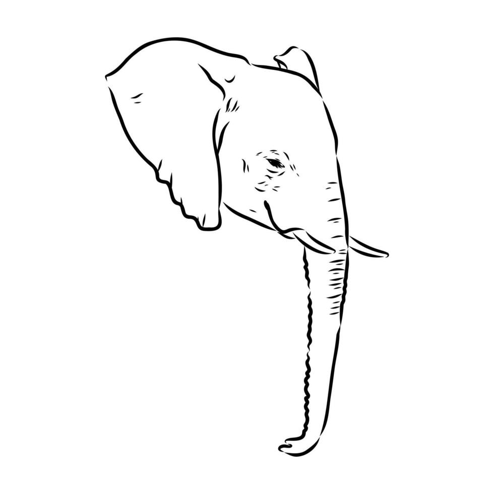 African elephant sketch vector