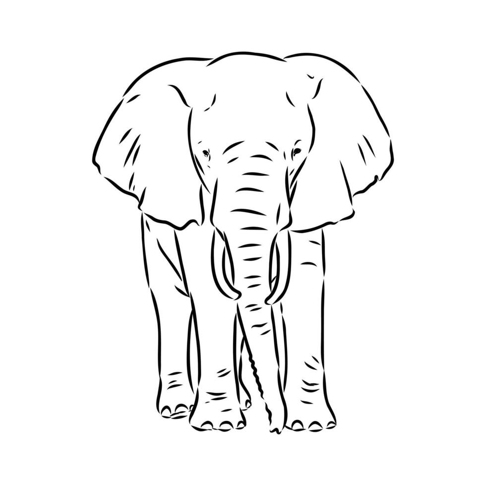 African elephant sketch vector