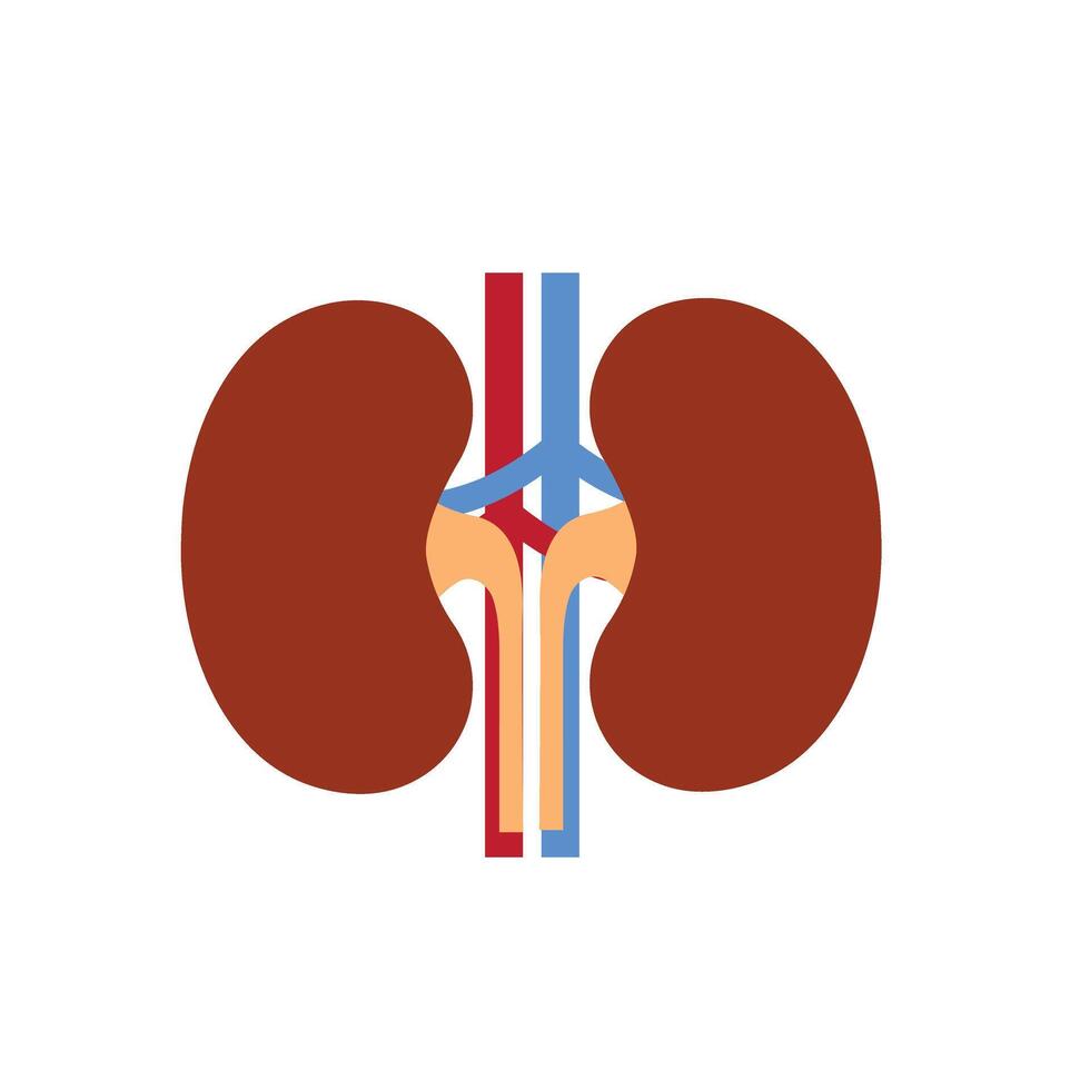 Kidney renal flat realistic icon. Human kidney organ icon. Anatomy urology or nephrology logo. vector