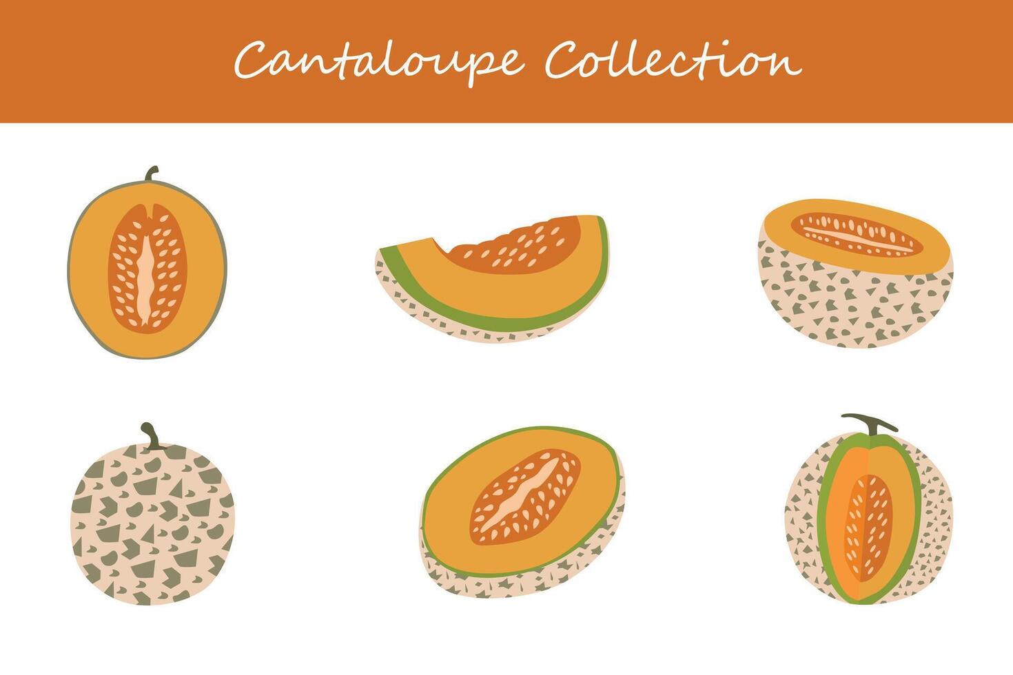 cantaloupe collection. cantaloupe in different poses vector