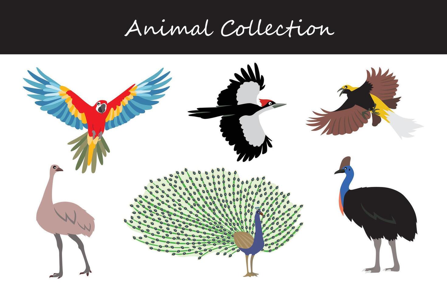 emu, peacock, cassowary and others. animal collection vector
