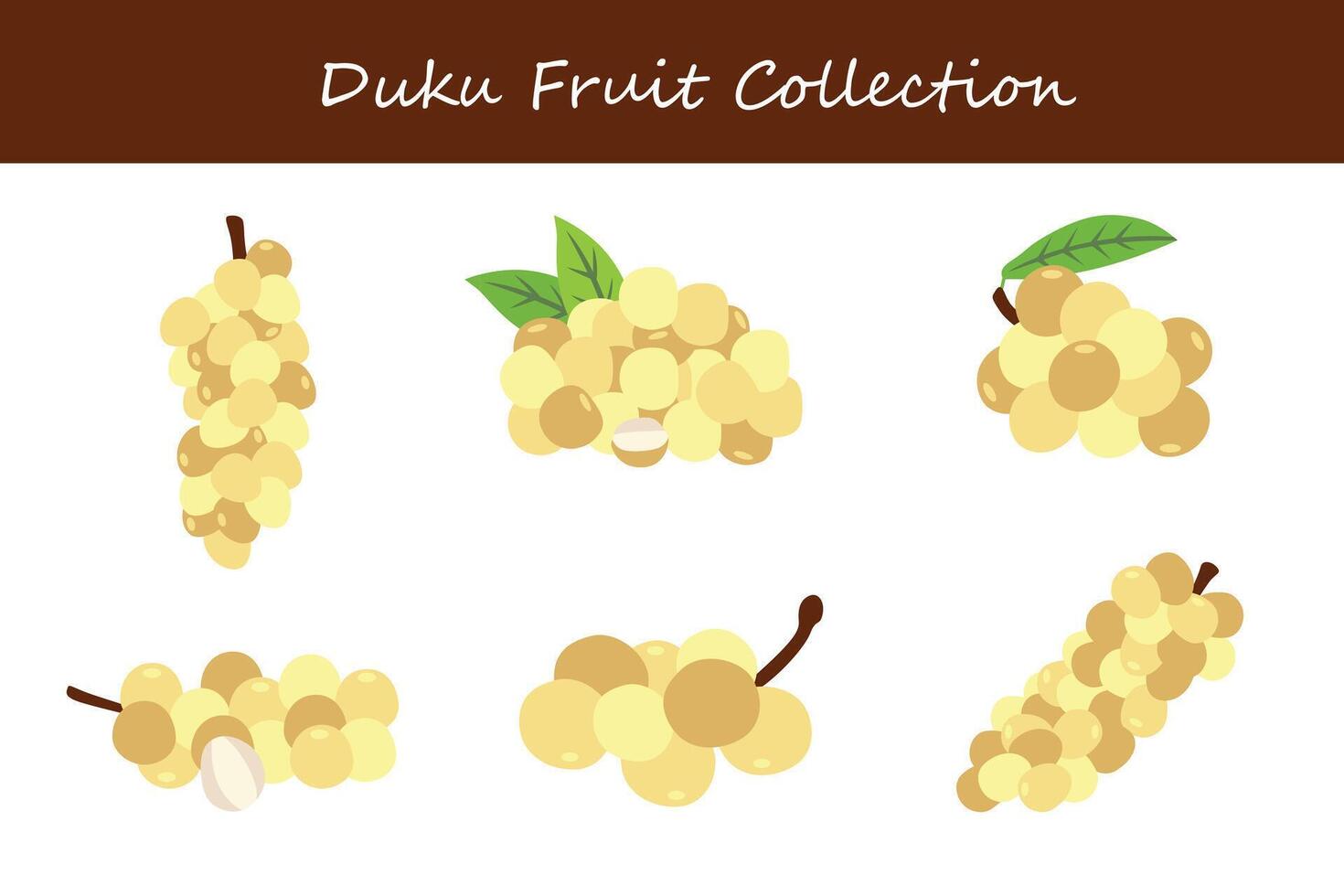 duku fruit collection. duku fruit in different poses vector