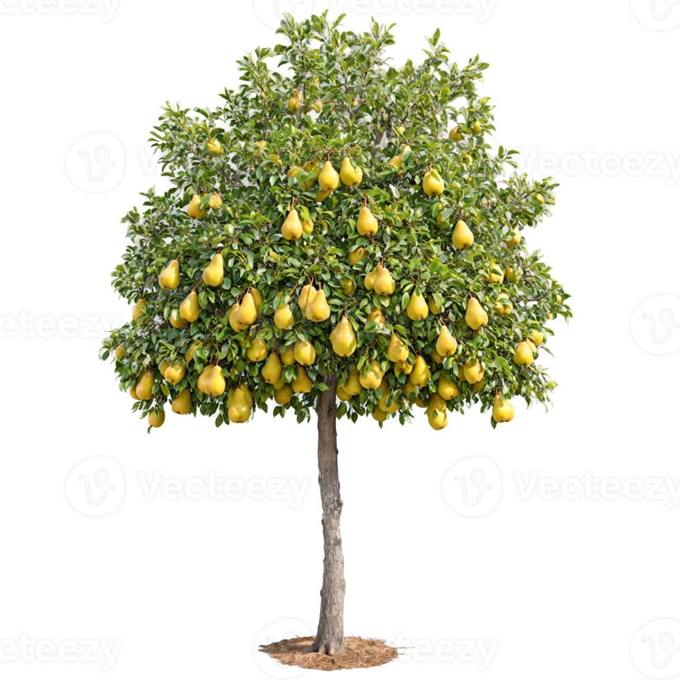 Pear Tree tall tree with glossy green leaves and hanging clusters of juicy yellow pears png