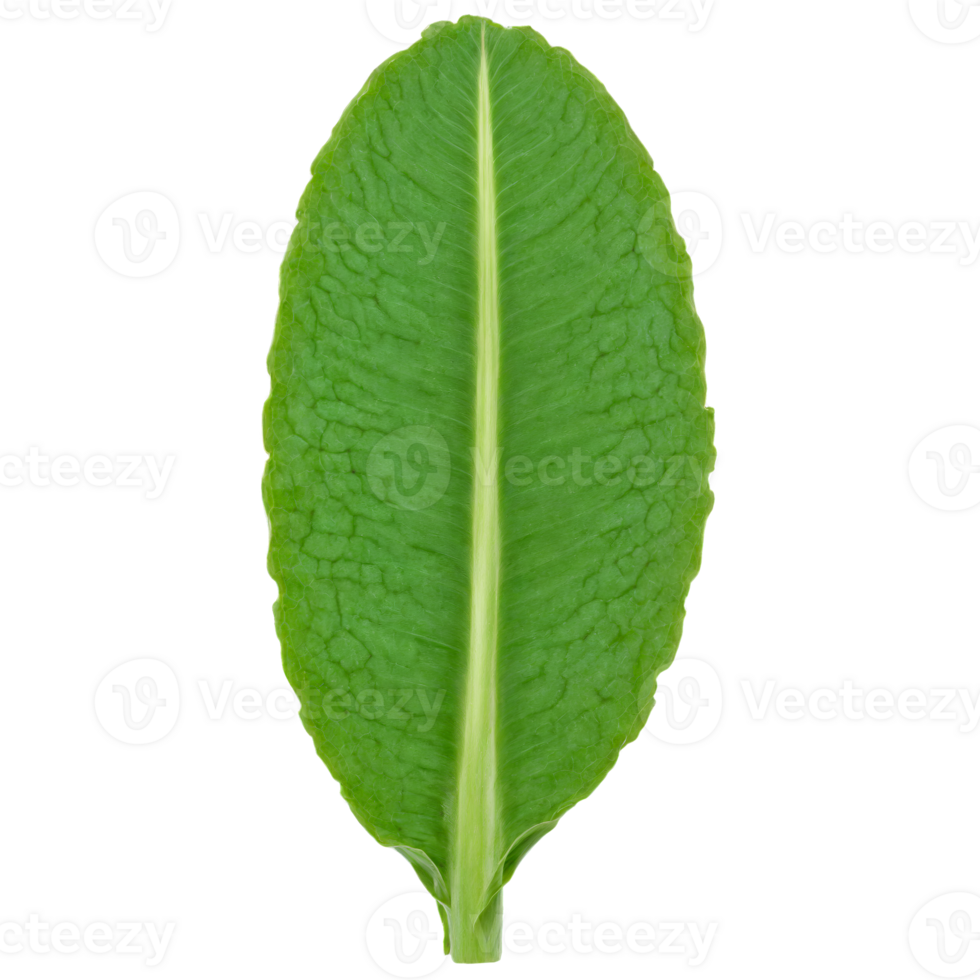 Plantain Leaf oval green leaf with parallel veins and a slightly leathery texture lying flat png