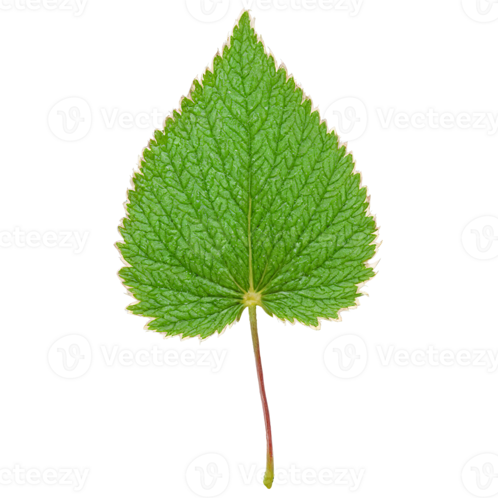 Strawberry Leaf compound red leaf with serrated leaflets and a slightly leathery texture Fragaria vesca png