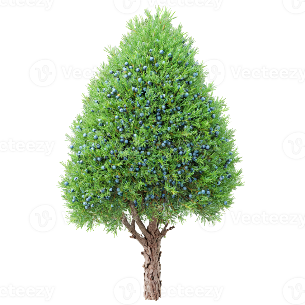 Juniper Tree evergreen shrub with scaly blue green needles and small blue berries Juniperus communis png