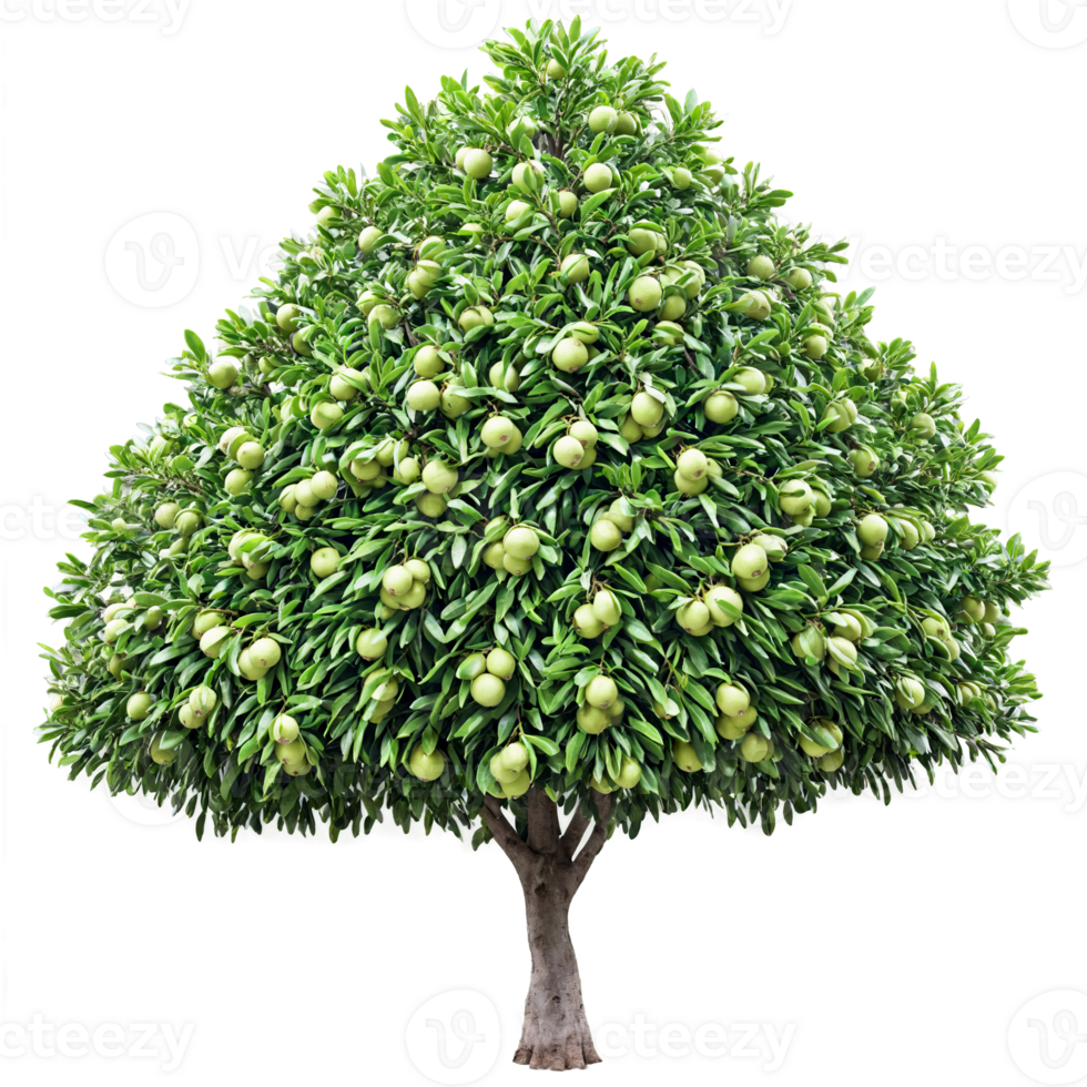 Macadamia Tree dark green leathery leaves and round green fruits Macadamia integrifolia Final image png