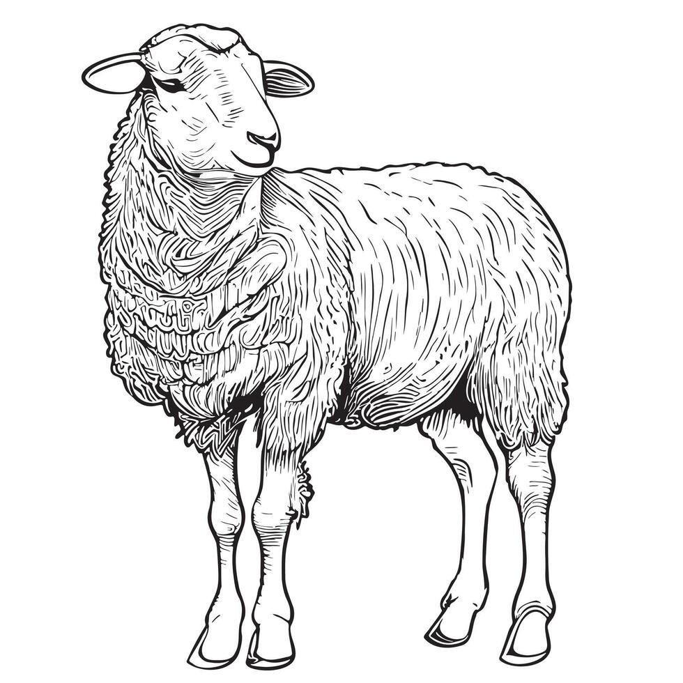 Cute Sheep farm hand drawn sketch illustration Farm animals vector