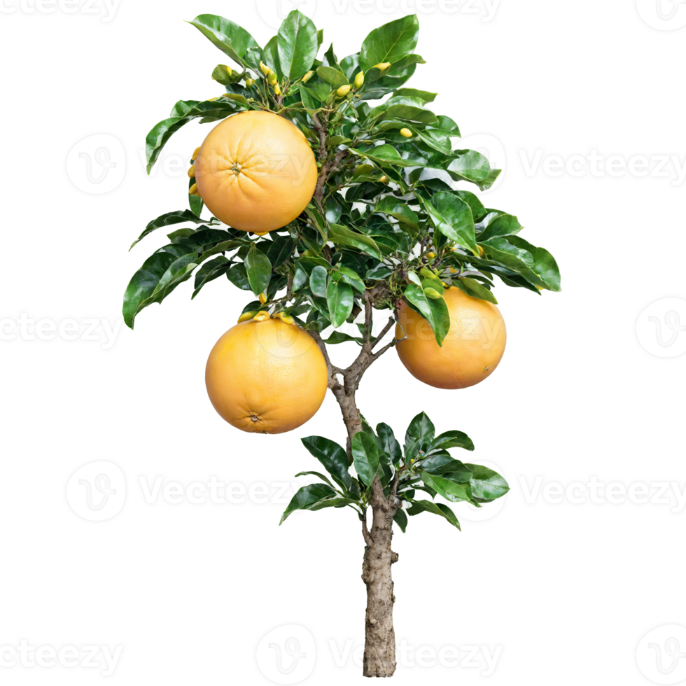 Grapefruit Tree large yellow fruits nestled among the dark green leaves Citrus paradisi png