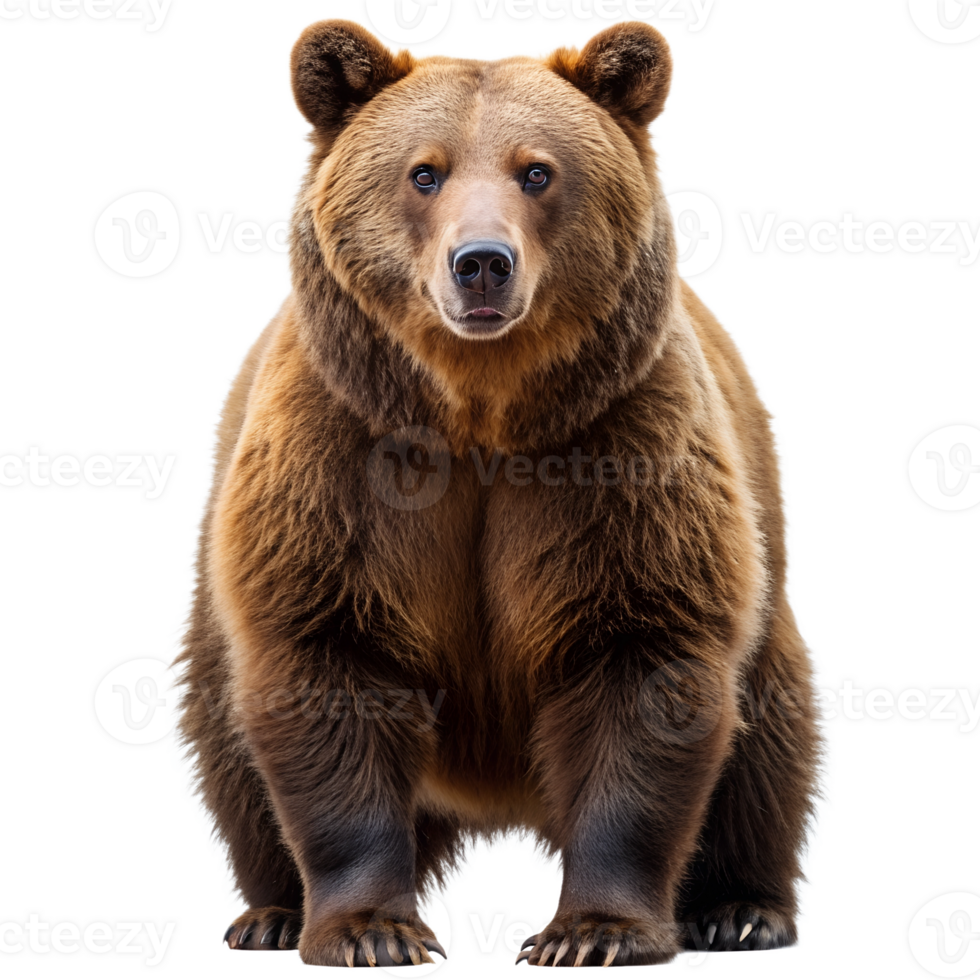 Bear full body shot isolated on transparent background png
