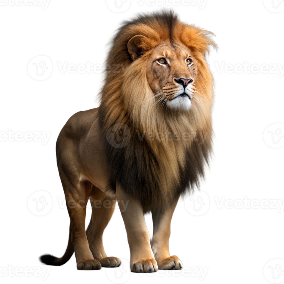 Majestic lion standing on transparent background png