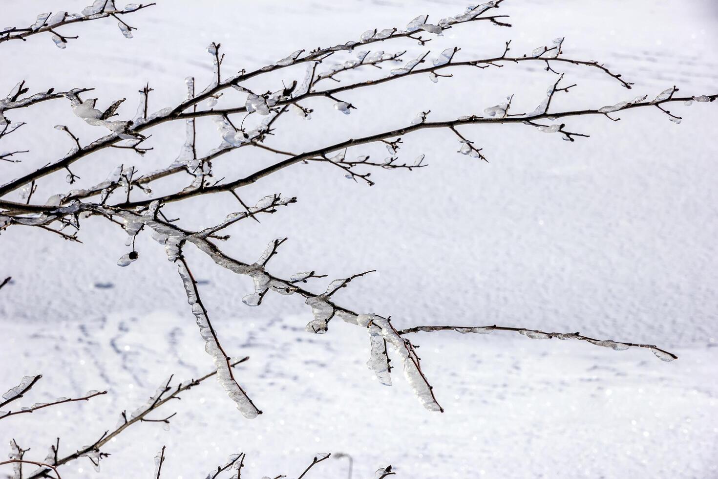 Frozen tree branches with winter ice. photo
