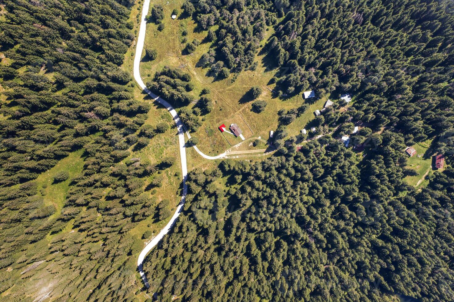 aerial top view from a drone of a road between tall pine trees photo