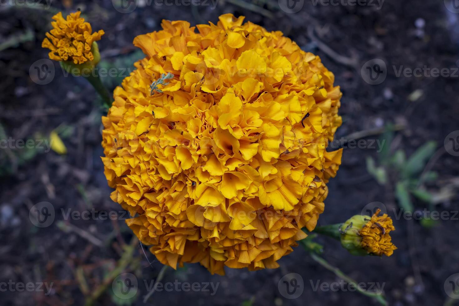Marigolds, Tagetes erecta flowers in the garden close up photo