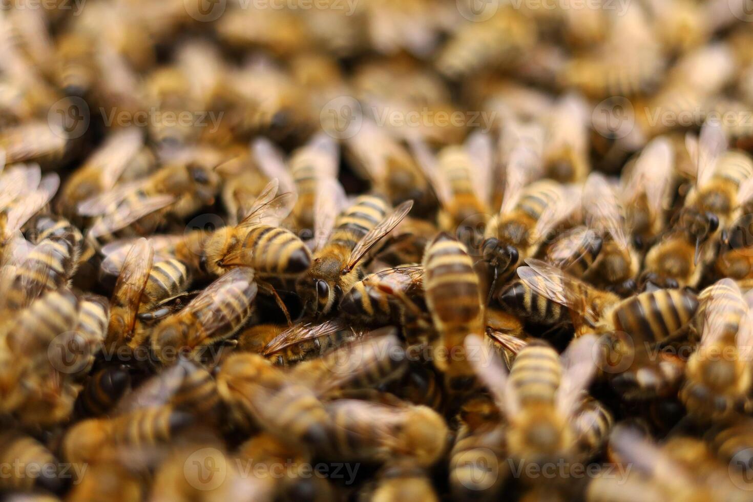 Lots of bees close-up. Bees on a frame in the hive. photo