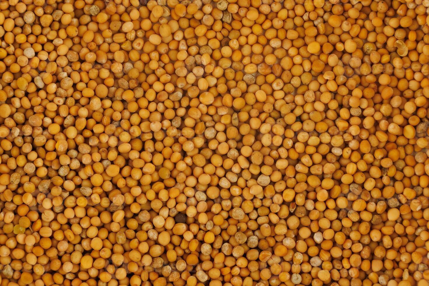 Lots of millet close up photo