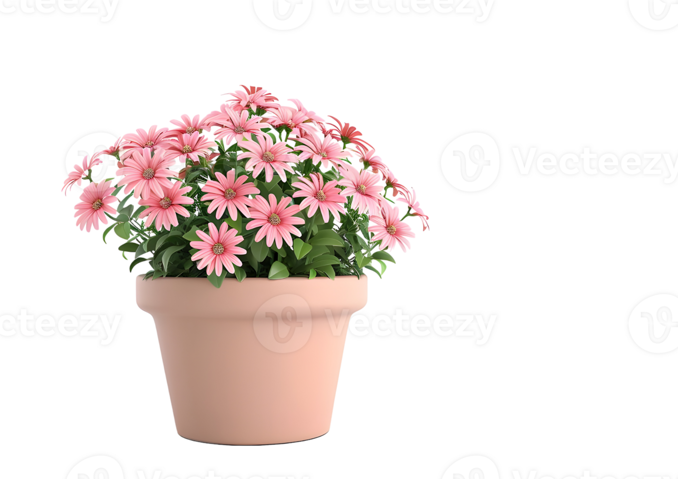 Pink Gerbera Daisies in Pot. Isolated on transparent background png