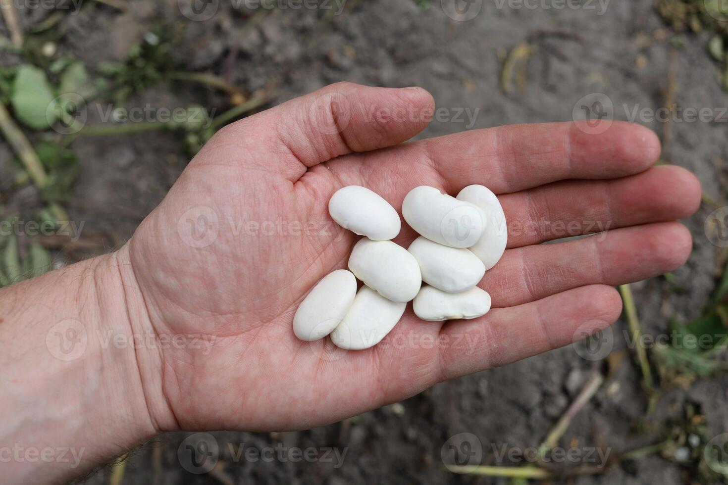 Large pea seeds in hand photo