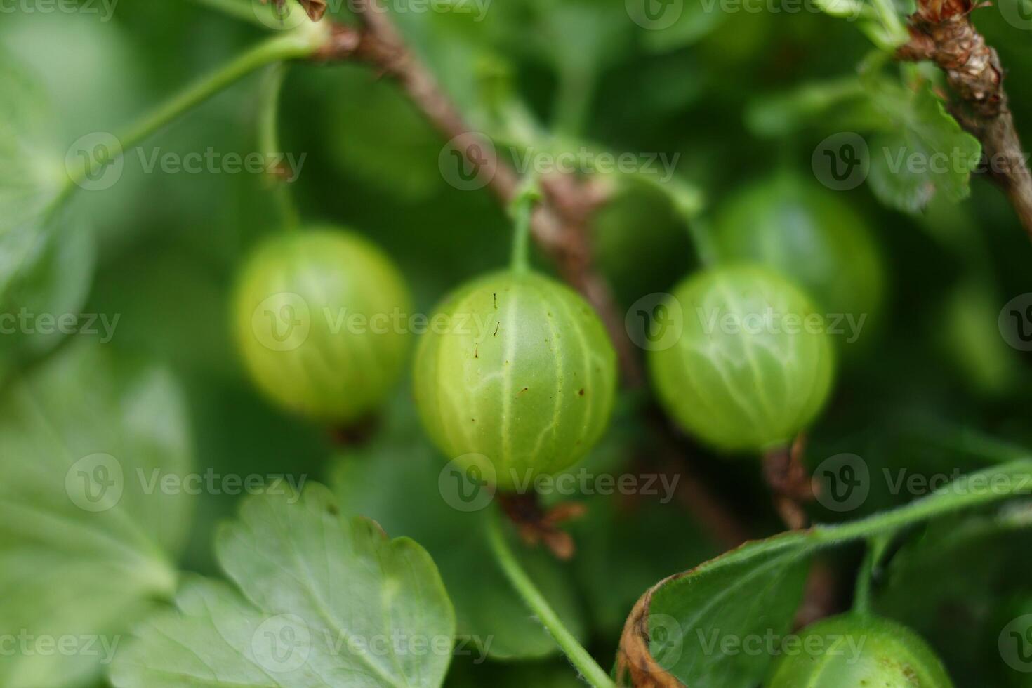 Green gooseberry reaches the berry. photo