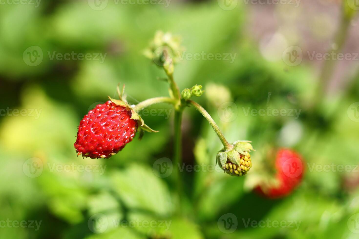 wild strawberries in the garden close-up photo