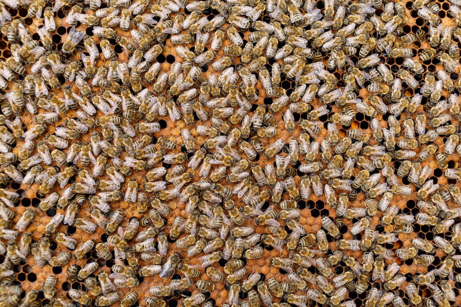 Lots of bees close-up. Bees are insects photo